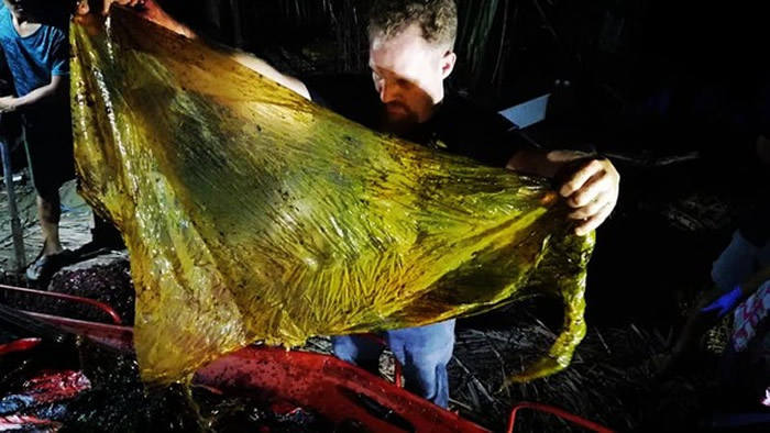 鲸鱼的肚内发现16个米袋、4个香蕉种植园用袋及各式塑胶袋。