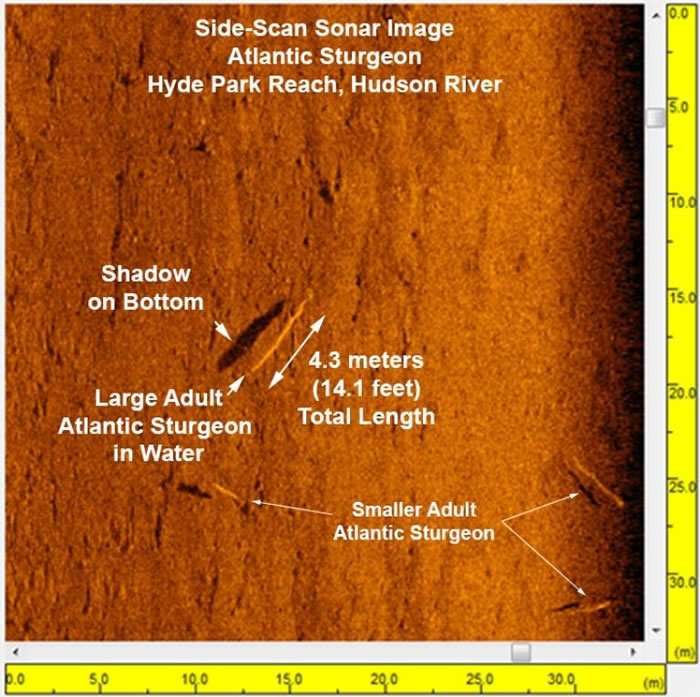 �������ѷ�ӵĲ�ɨ����Ӱ����ȫ�µ�ϸ��չ���˴����������Ӱ�� PHOTOGRAPH BY JOHN MADSEN, UNIVERSITY OF DELAWAR