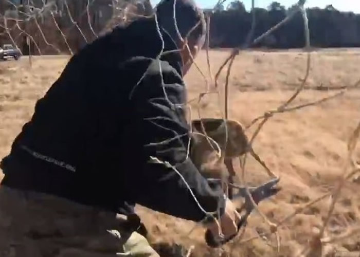 美国纽约州小鹿被足球龙门的网缠住鹿角