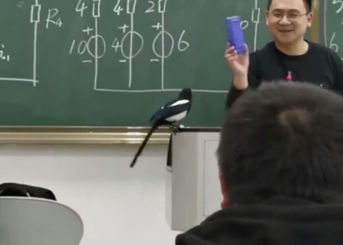 我要读书?合肥工业大学课室内惊现赶也赶不走的“学霸鸟”