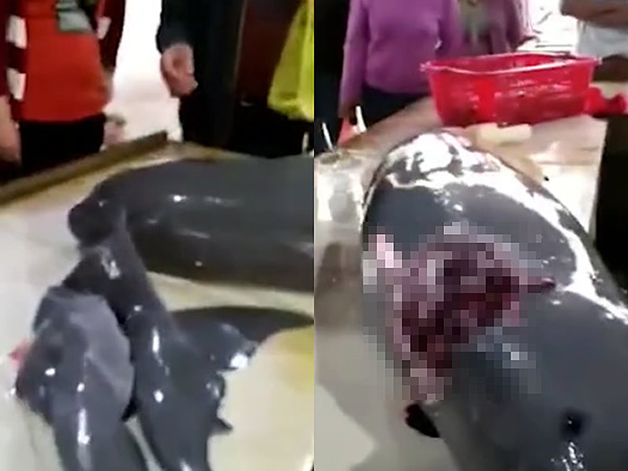 �㶫տ���������㵵�ϰ�������ɱ��������