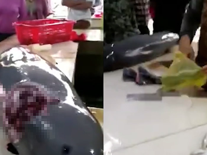 �㶫տ���������㵵�ϰ�������ɱ��������