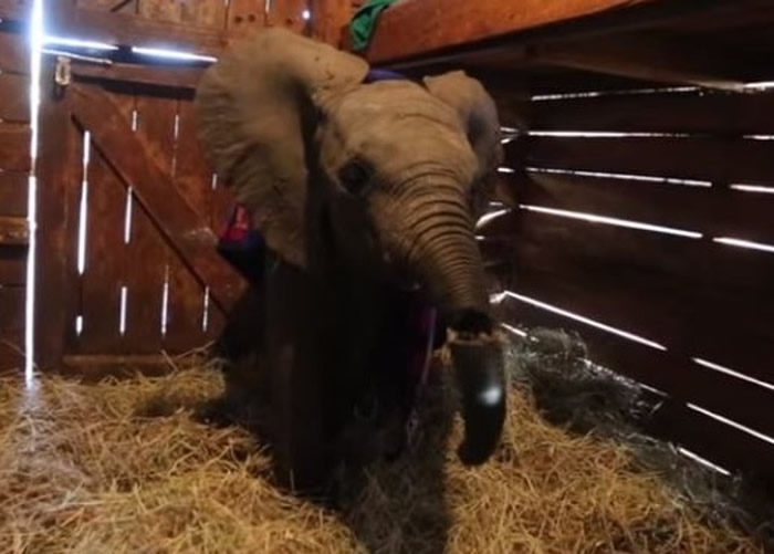 Enkesha�������������