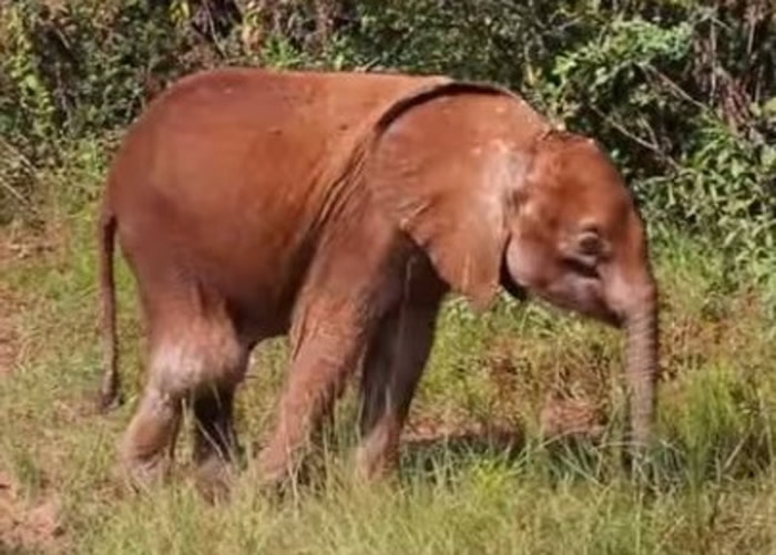 Luggard�Ų��˲С�