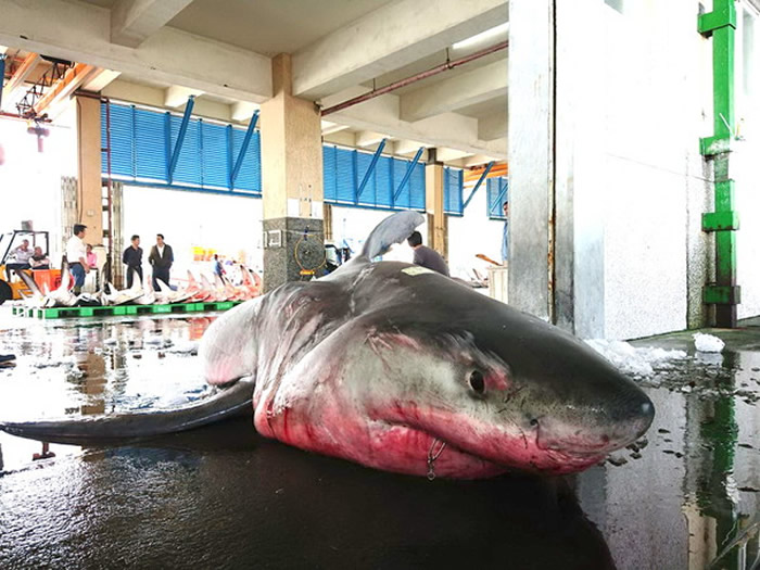 ̨�������������Ⲷ������ �ʸ��������ڻ���14ֻС����