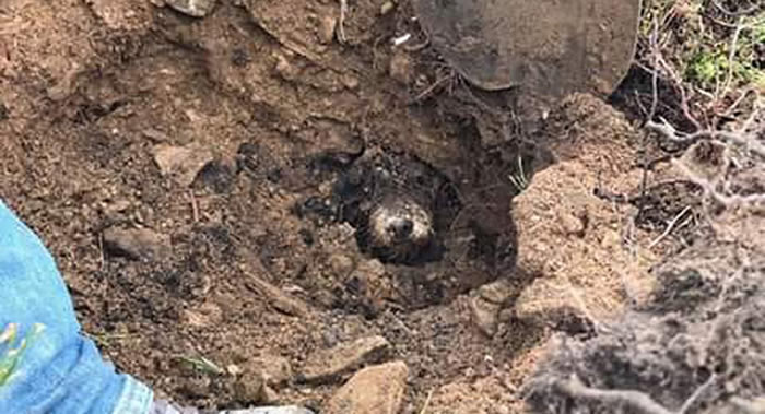 英国西约克郡霍沃斯村一只腊肠犬失踪多日后在兔子洞里被找到