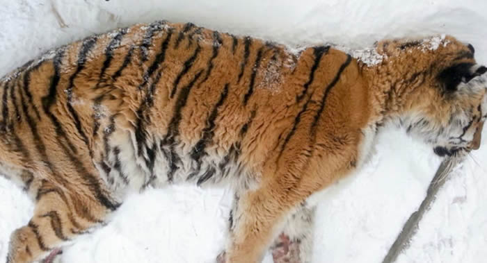 俄罗斯哈巴罗夫斯克边疆区村民将窜进他家院子咬死一头牛的阿穆尔虎射杀