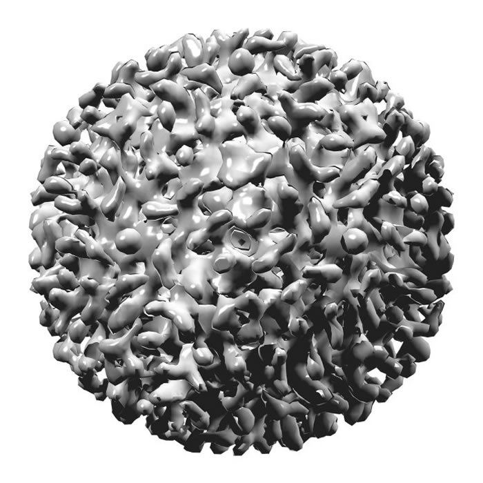 《分子生物学与进化》:特殊乙肝病毒五万多年