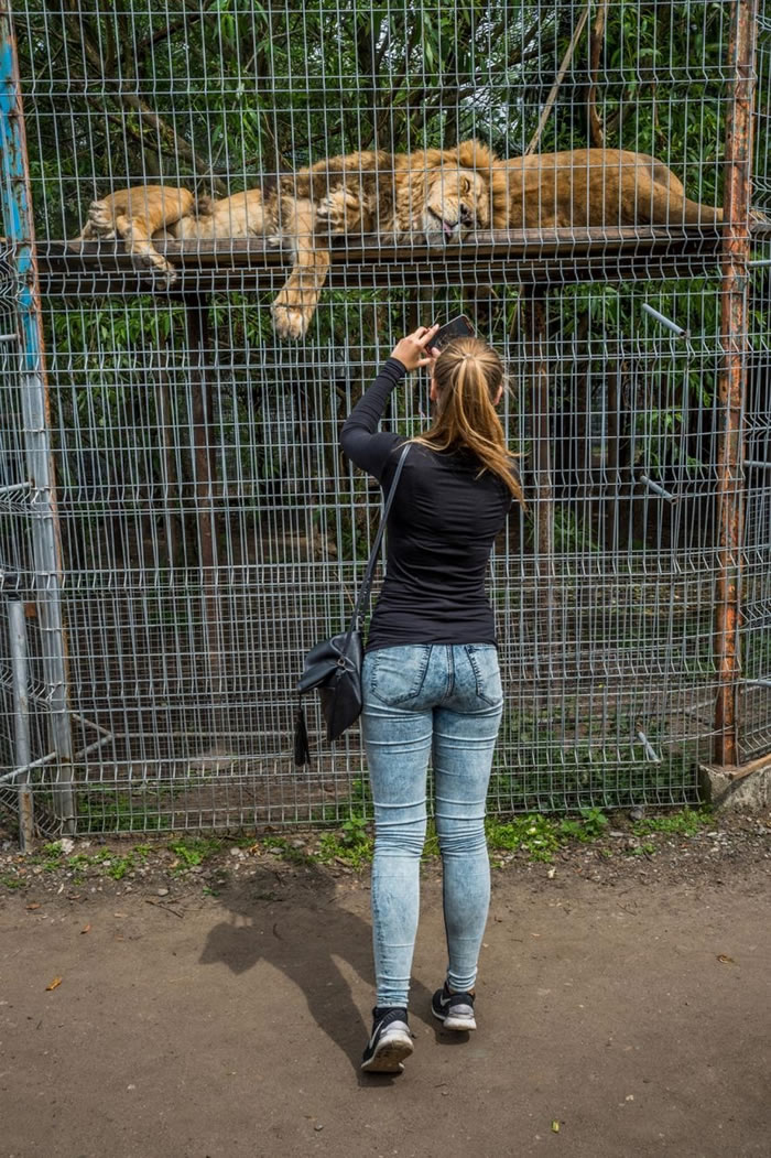 ������һ�Ҷ���԰�ڣ�һλŮ��Ϊ����˯�ŵ�ʨ�����ա� ��������Ⱥý���������ö��������������è�����Ļ��棬��Щ������Ļ������ܴ������ǡ�������ʳ����ʵû��ôΣ�ա�