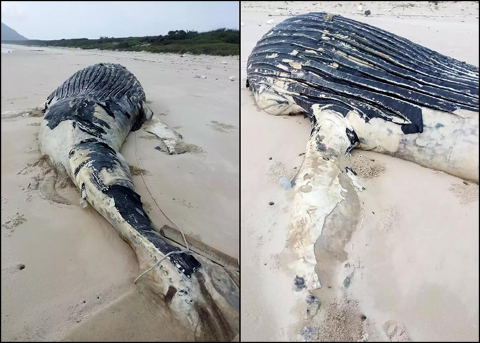 海南文昌大鲸鱼搁浅海滩 3科研机构争取做标本