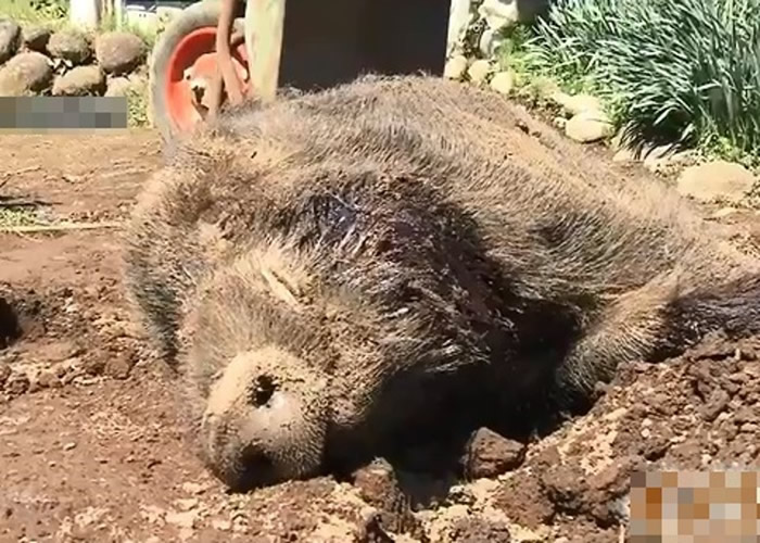 日本神奈川县小田原市92岁老大爷遭80公斤重山猪袭击 反击把柺杖都打断