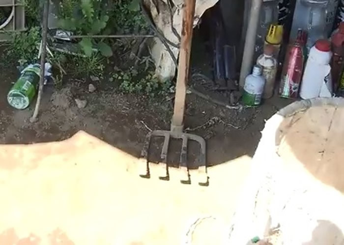 日本神奈川县小田原市92岁老大爷遭80公斤重山猪袭击 反击把柺杖都打断