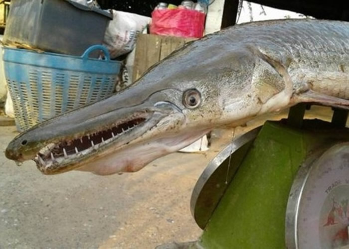 泰国武里南府普太颂县湖中捕获半鳄半鱼的水生怪物“福鳄”