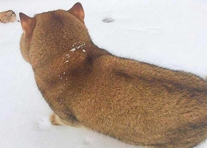 ��Ϊ�ǲ�Ȯ ת��ͷ��ԭ����ס�ڶ���˹������è�䡰Hosico��