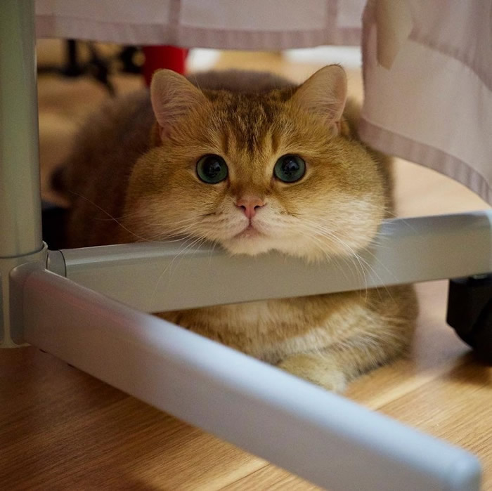 ���ֵ�Hosicoƽ����ϲ���Է�˯����