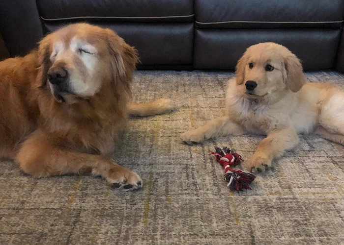 马弗里克(右)会为查利(左)检玩具。