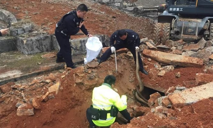 福建一户人家清明修祖坟遇吉兆 挖到一半3条手臂粗巨蟒窜出