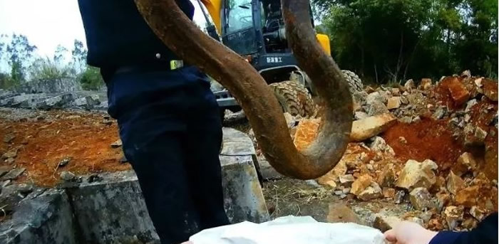 福建一户人家清明修祖坟遇吉兆 挖到一半3条手臂粗巨蟒窜出