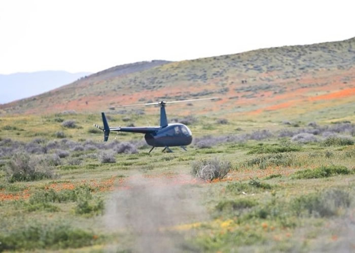 美国加州羚羊谷罂粟花保护区情侣搭直升机降落花海快闪赏花 网民斥缺公德心