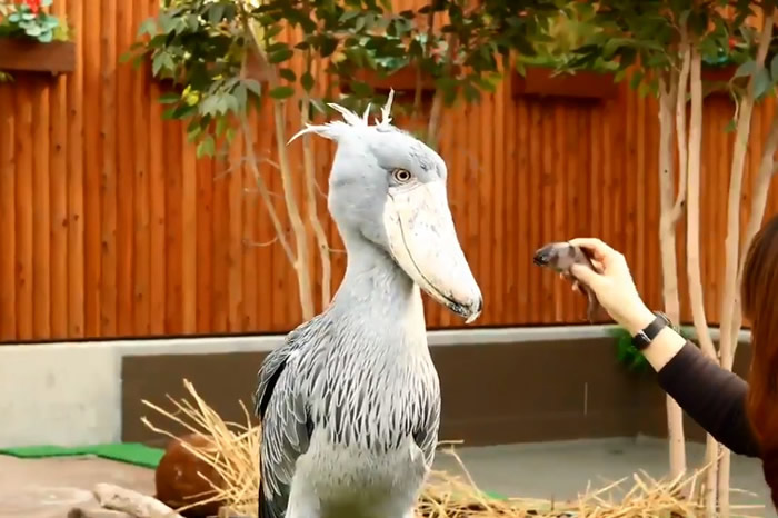 日本静冈县挂川市“挂川花鸟园”鲸头鹳居然挑食 喂它虹鳟直摇头