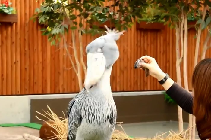 日本静冈县挂川市“挂川花鸟园”鲸头鹳居然挑食 喂它虹鳟直摇头