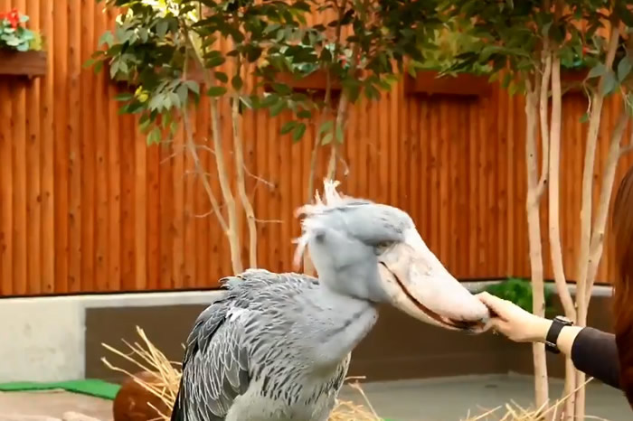 直到工作人员拿了一条鲤鱼出来,鲸头鹳才眼睛一亮,马上张嘴吞进肚。