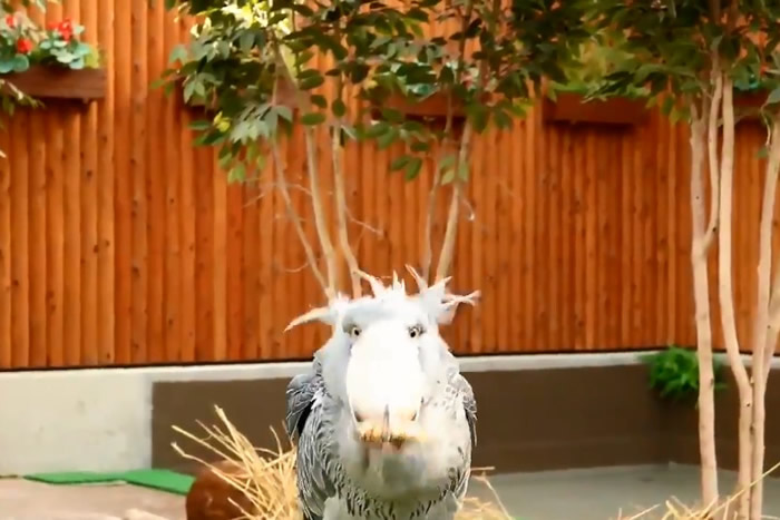 直到工作人员拿了一条鲤鱼出来,鲸头鹳才眼睛一亮,马上张嘴吞进肚。