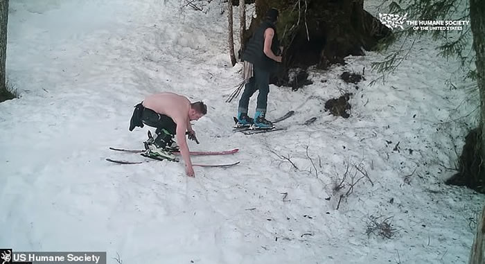 美国恶魔父子在阿拉斯加残忍射杀冬眠黑熊母子 以沾满血水的手击掌