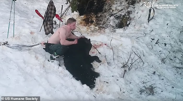 美国恶魔父子在阿拉斯加残忍射杀冬眠黑熊母子 以沾满血水的手击掌