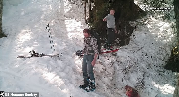 美国恶魔父子在阿拉斯加残忍射杀冬眠黑熊母子 以沾满血水的手击掌