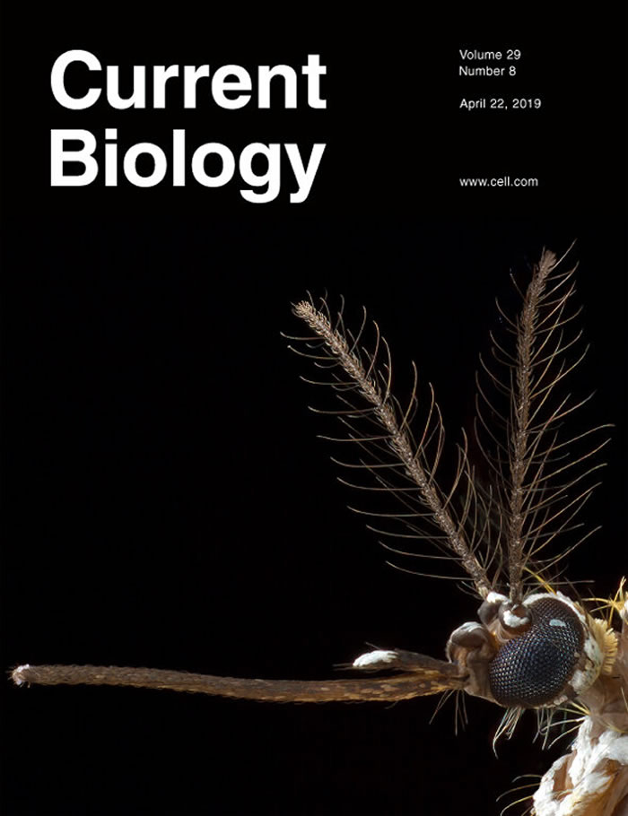 《Current Biology》杂志：美国分子生物学家想办法不让蚊子看见人