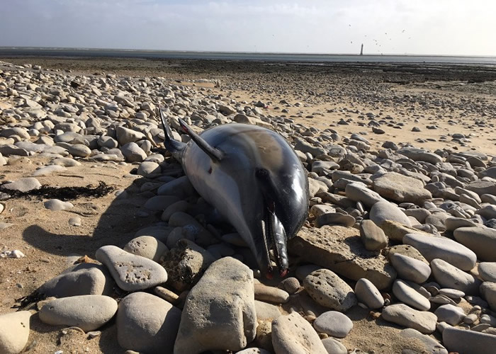 过度捕鱼肇祸？法国大西洋沿岸1月起至今1100海豚横尸海滩