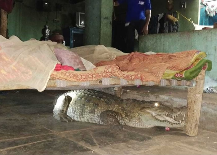 ӡ�ȹż����ذ�ũ���ҹ������������ �ռ���������˯�ڴ���