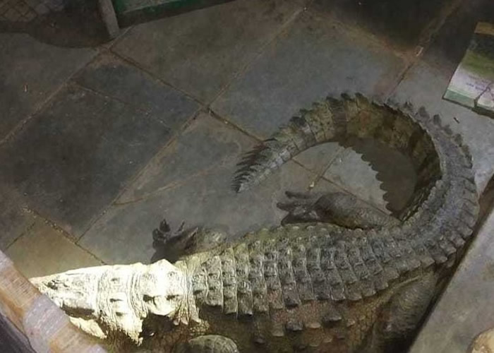 ӡ�ȹż����ذ�ũ���ҹ������������ �ռ���������˯�ڴ���