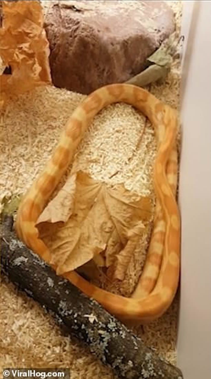 ����һ������������Ը׷�Լ���β��Ҳ���ʹ��߽���