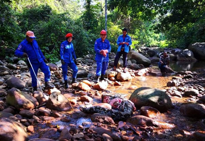 马来西亚吉打州巨蟒生吞山猪 结果惨遭3只猪队友围攻