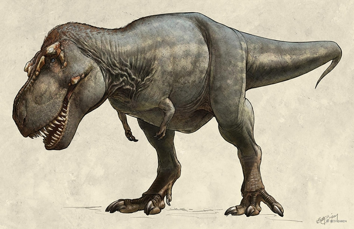 ֻ1991İTyrannosaurus rex걾ʷ᡹Scottyʱش8,800֪İ ILL