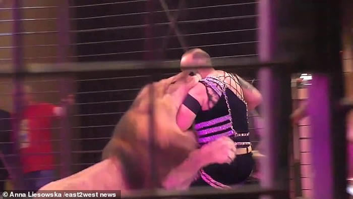埃及驯兽师Hamada Kouta在乌克兰公开表演时被马戏团公狮子狠咬