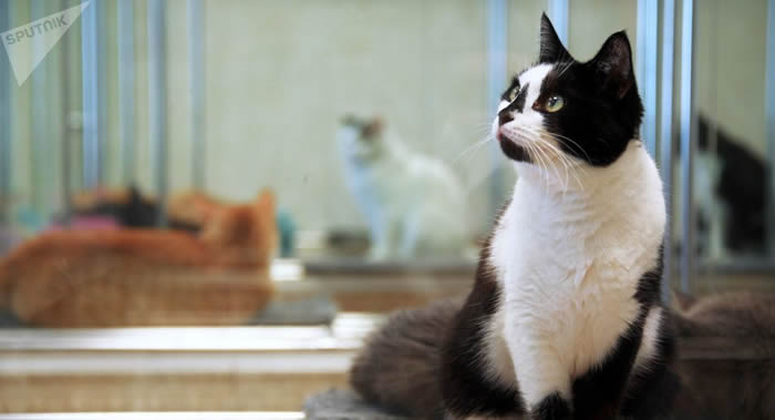 �ձ���ѧ�ң�è����Լ��������з�Ӧ