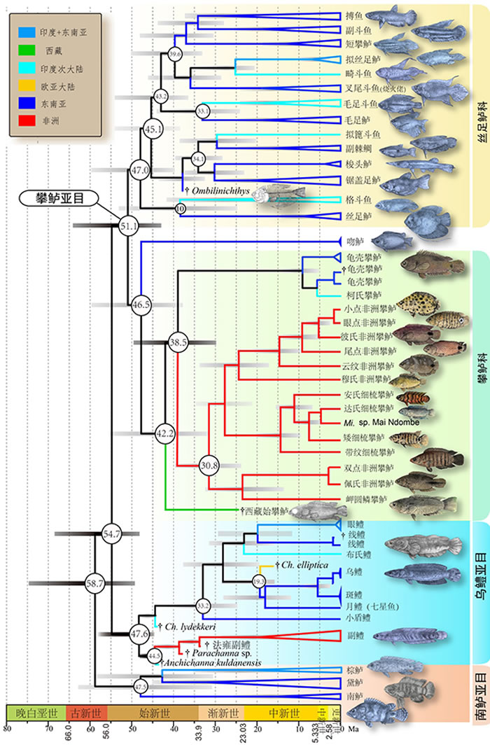 ĿϵʱThe Timetree of AnabantiformesǰΪʯ֡ȦΪڵʱƽֵ֧ϵɫֲϷ򣩡д