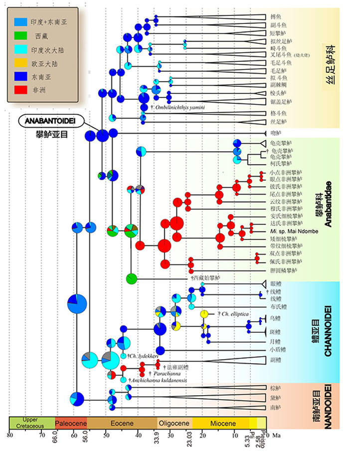 Ŀȷֲд A.=Anabas; Ch.=Channa; Ct=Ctenopoma ; Mi=Microctenopo