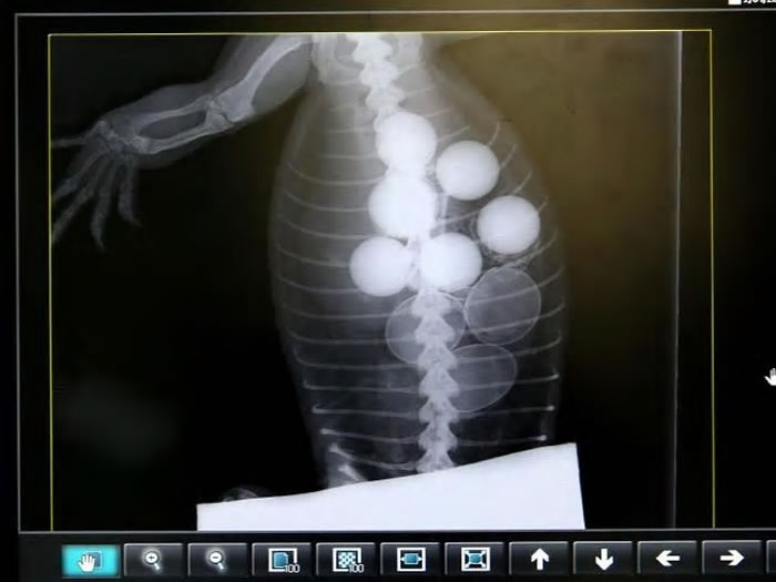 ˹̰Ծᴳ͵Լ Ա6Ÿ߶Ҳ