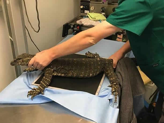 ˹̰Ծᴳ͵Լ Ա6Ÿ߶Ҳ