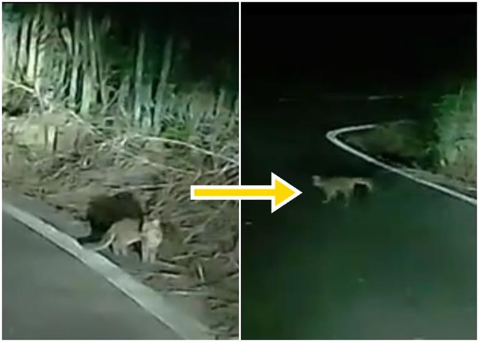 ̨���ΣСʯ���ձ�ײ �����������ƺ�����