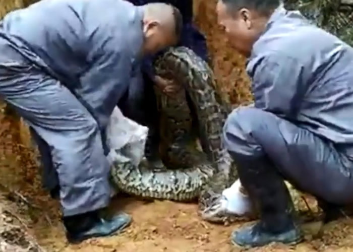 �㶫��ɽ��ׯ����35�����ؾ��� 3��׳��������������������