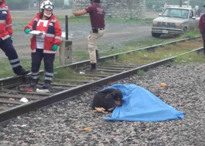 ī���������������Ӻ�������ײ�� ��Ȯ�������԰�ʬ�����˿���