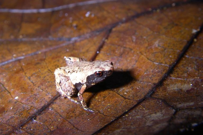 СܡMini mum˹ӶذҶ PHOTOGRAPH BY DR. ANDOLALAO RAKOTOARISON