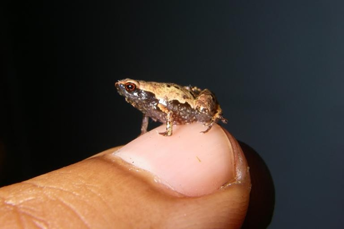 Сܡ ҲȫһСܣָϻ´ࡣ PHOTOGRAPH BY DR. ANDOLALAO RAKOTOARIS