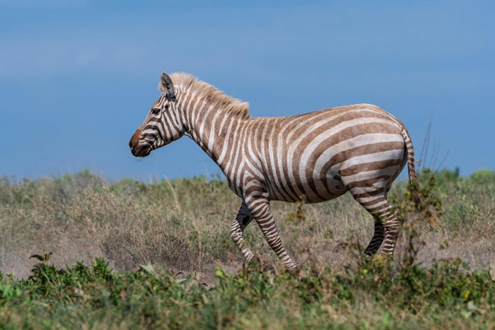 һֻоֲ׻֢partial albinismİ߹׸ҹ԰Serengeti National ParkһϿȡ ׻