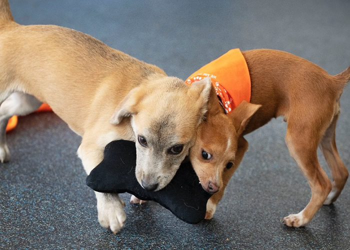 Apple���󣩼�Curry���ң����ᱻ������